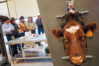 Les Hutchins demonstrates bovine insemination techniques for a crowd during the Monument Valley Agri-Science Center grand opening in Kayenta Saturday. © 2011 Gallup Independent / Cable Hoover 